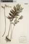 Trichomanes sellowianum image