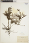 Abrodictyum rigidum image