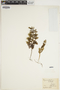 Hymenophyllum australe image