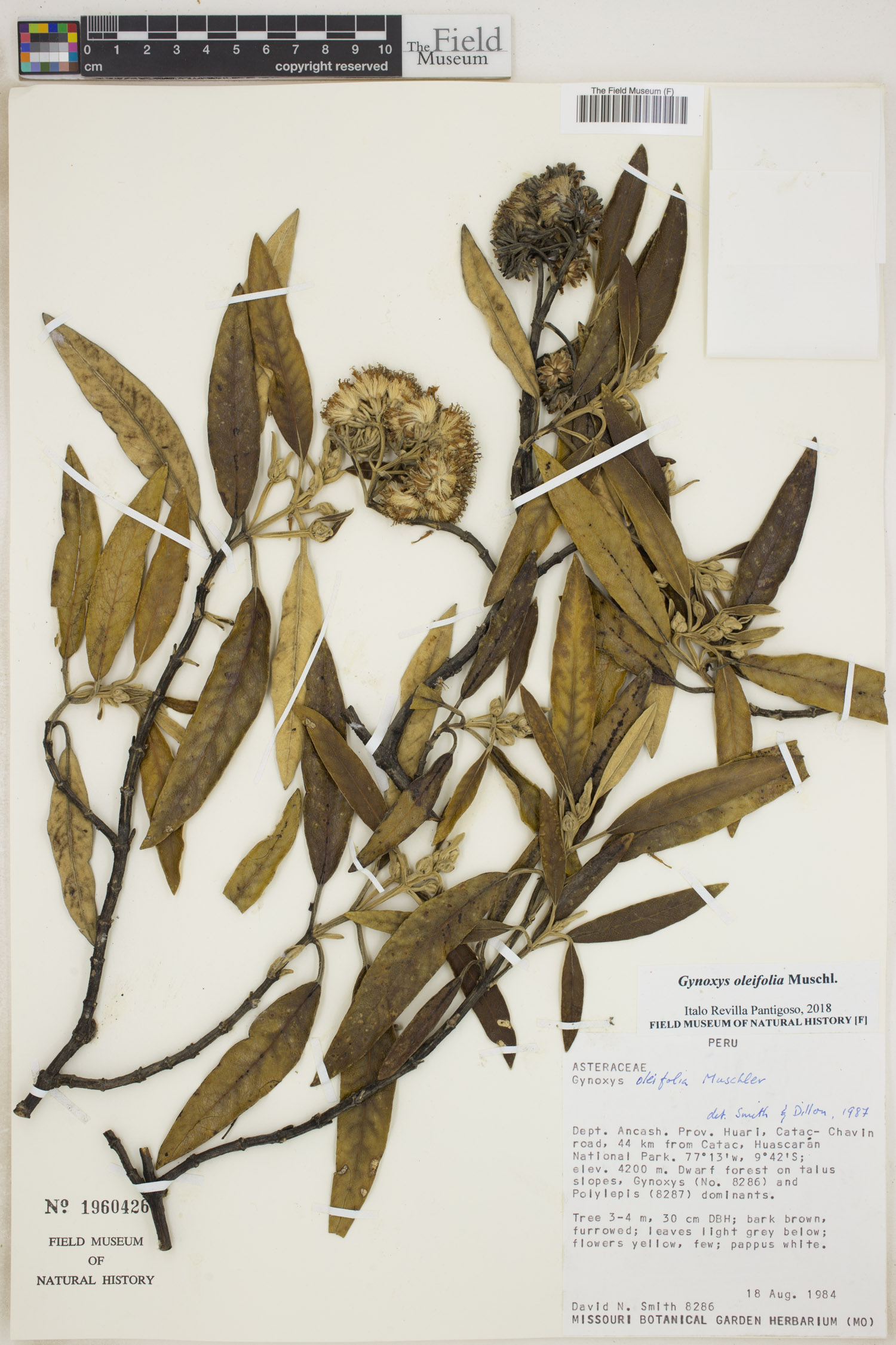 Gynoxys oleifolia image