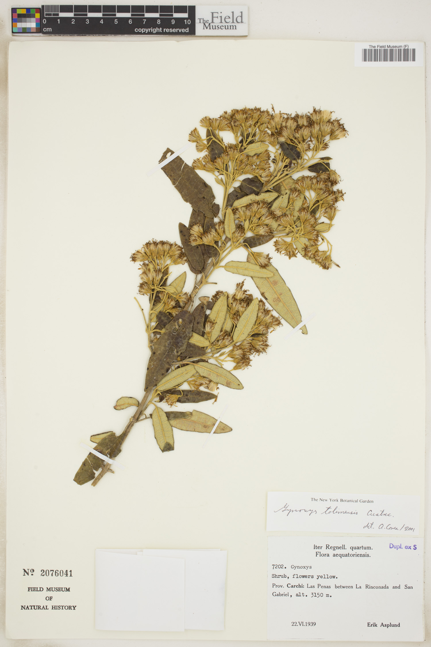 Gynoxys tolimensis image
