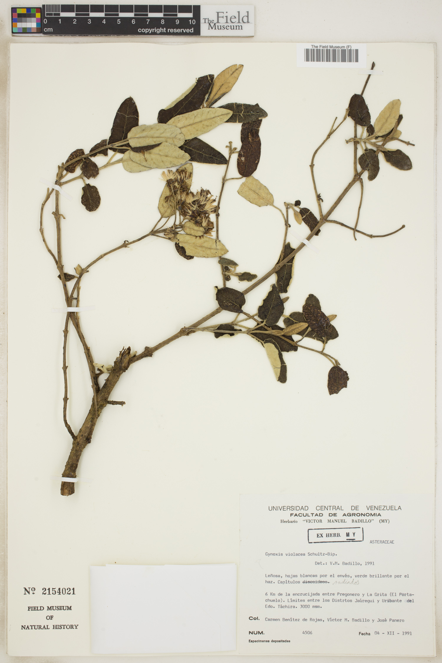 Gynoxys violacea image