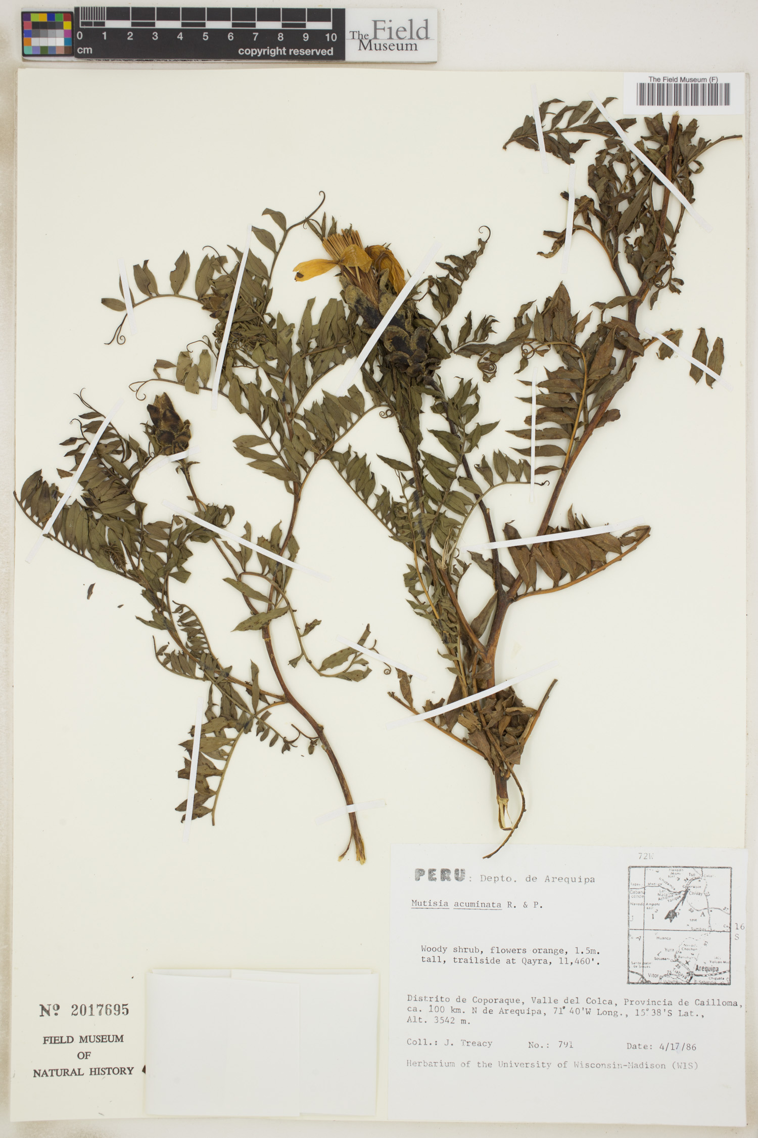 Mutisia acuminata image
