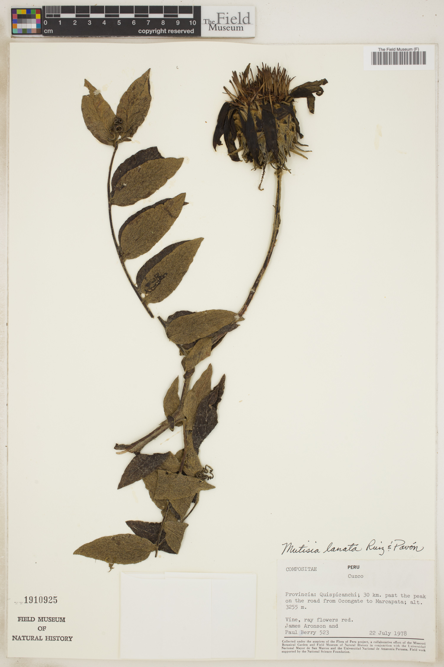 Mutisia lanata image