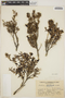 Mutisia ledifolia image