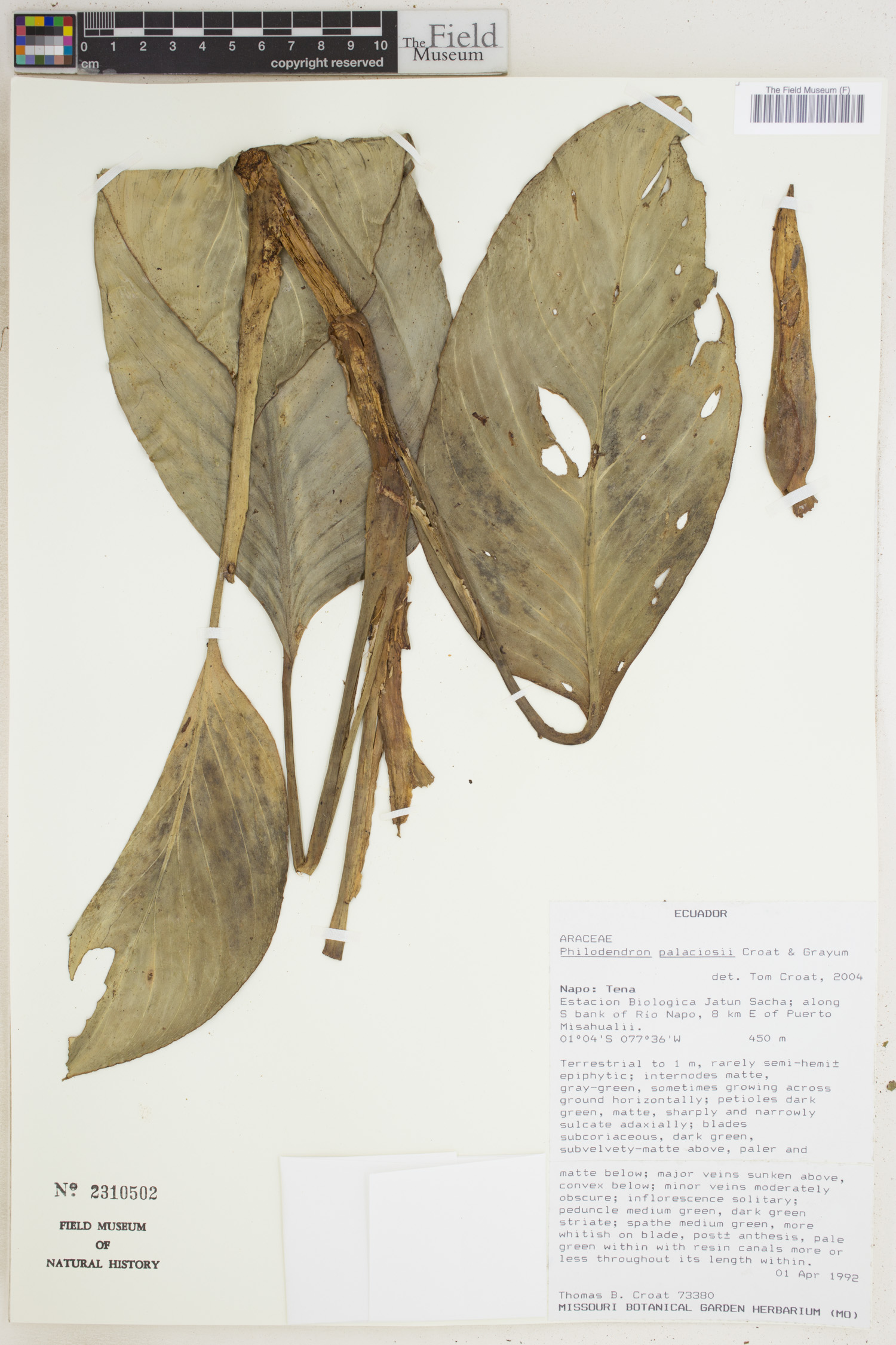 Philodendron palaciosii image