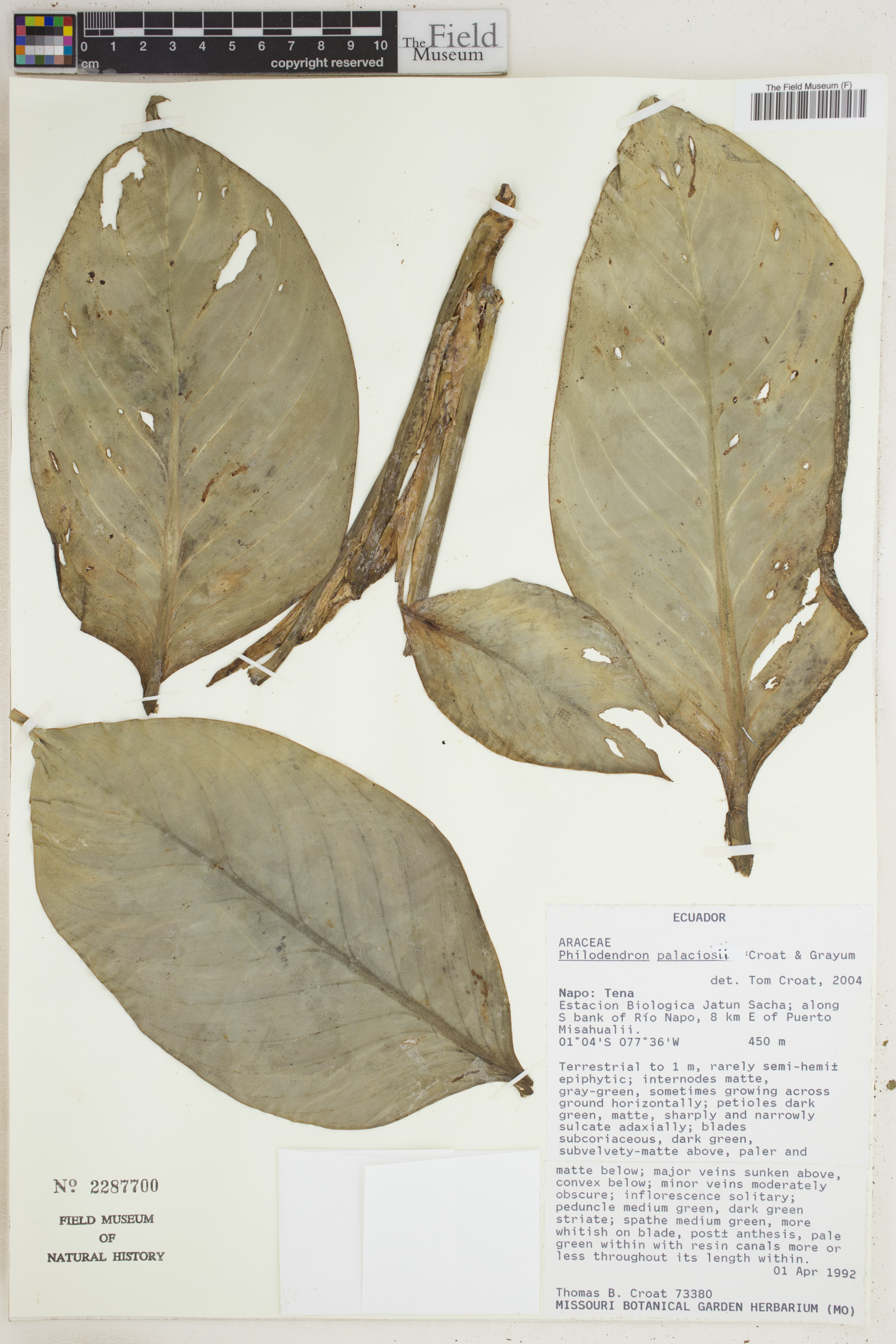 Philodendron palaciosii image
