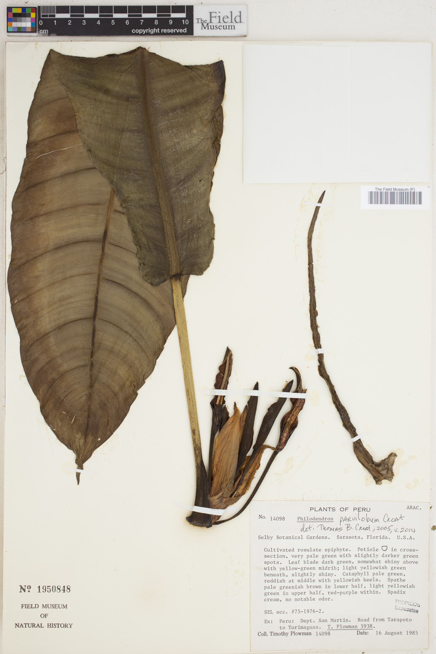 Philodendron parvilobum image