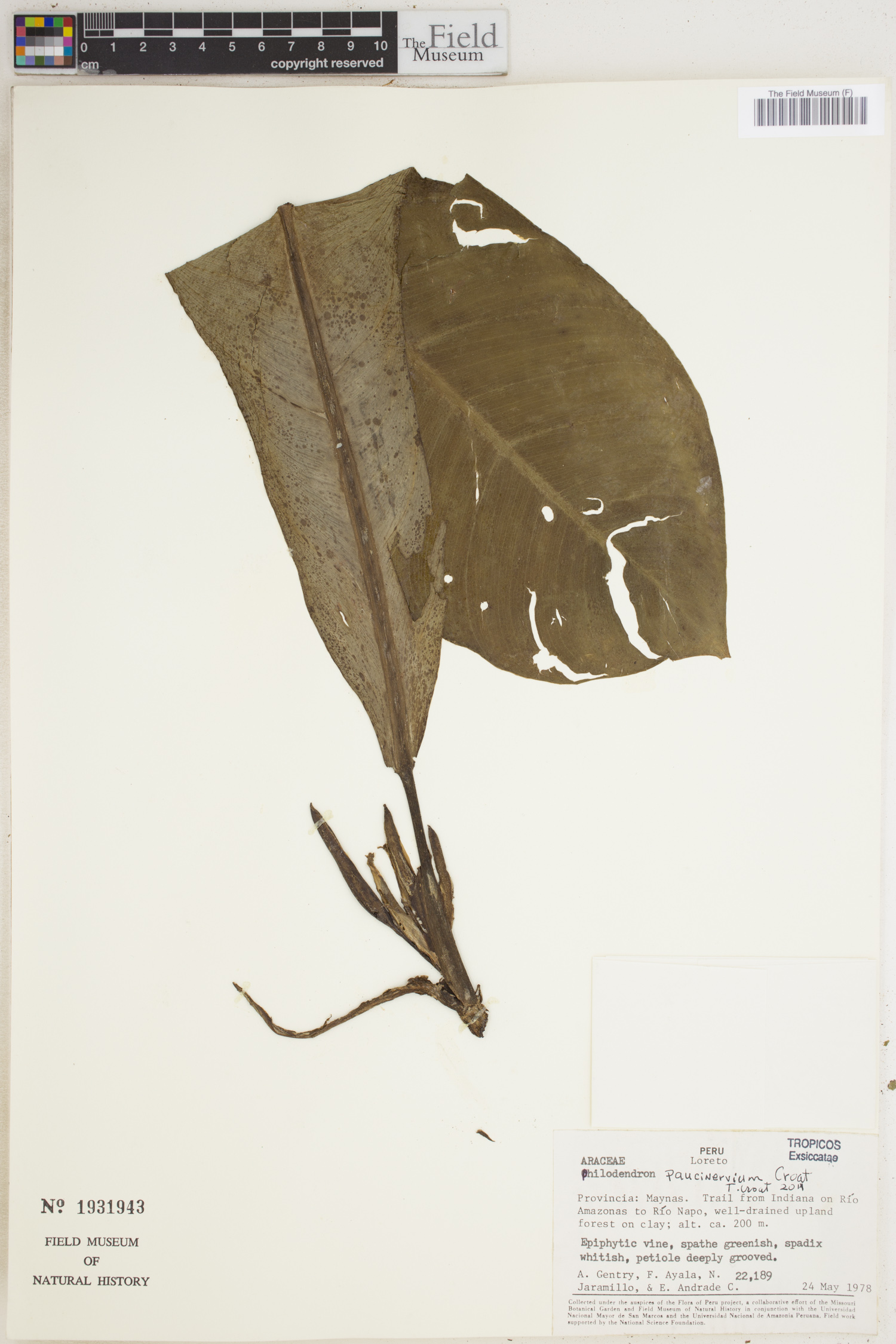 Philodendron paucinervium image