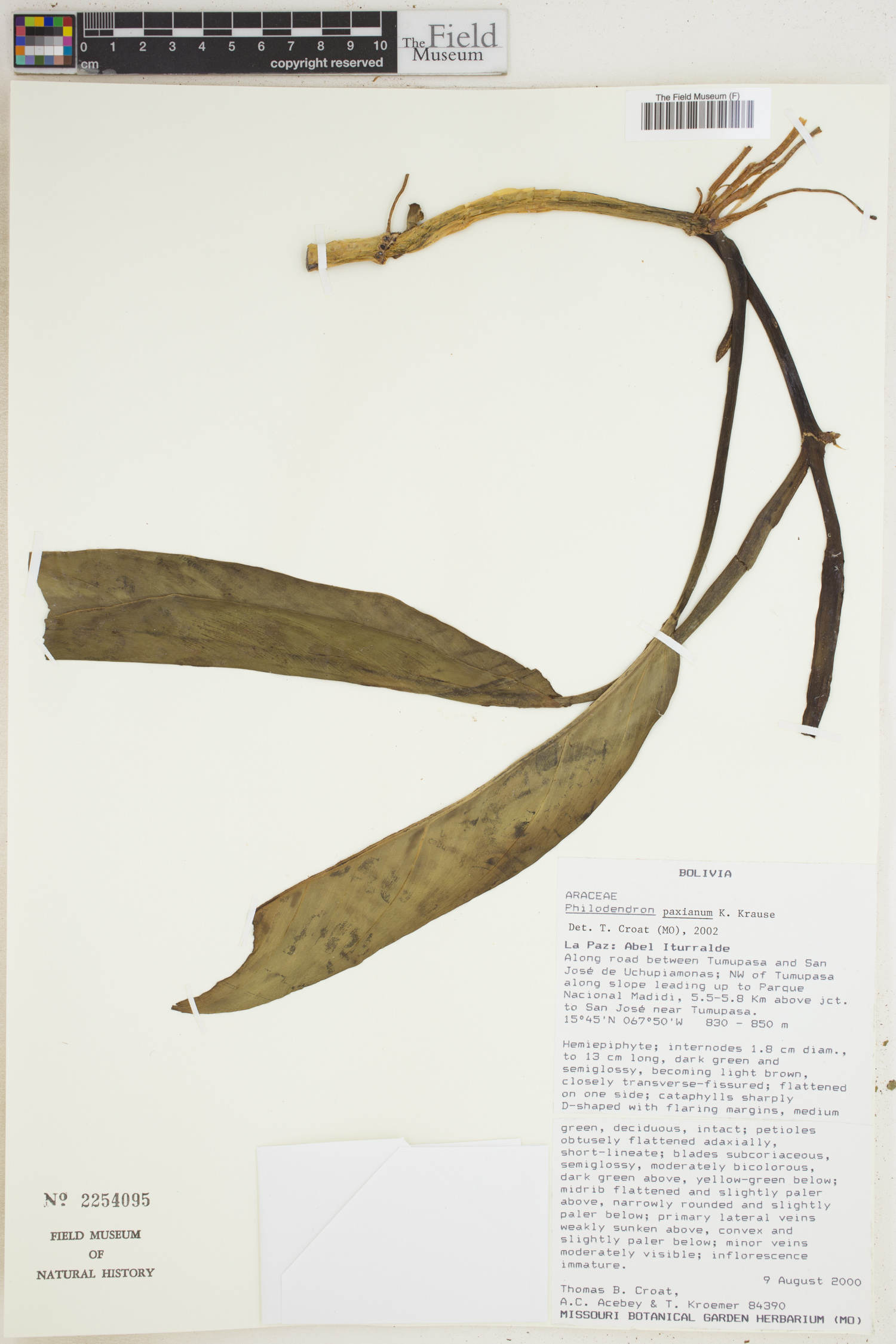 Philodendron paxianum image