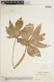 Philodendron pedatum image