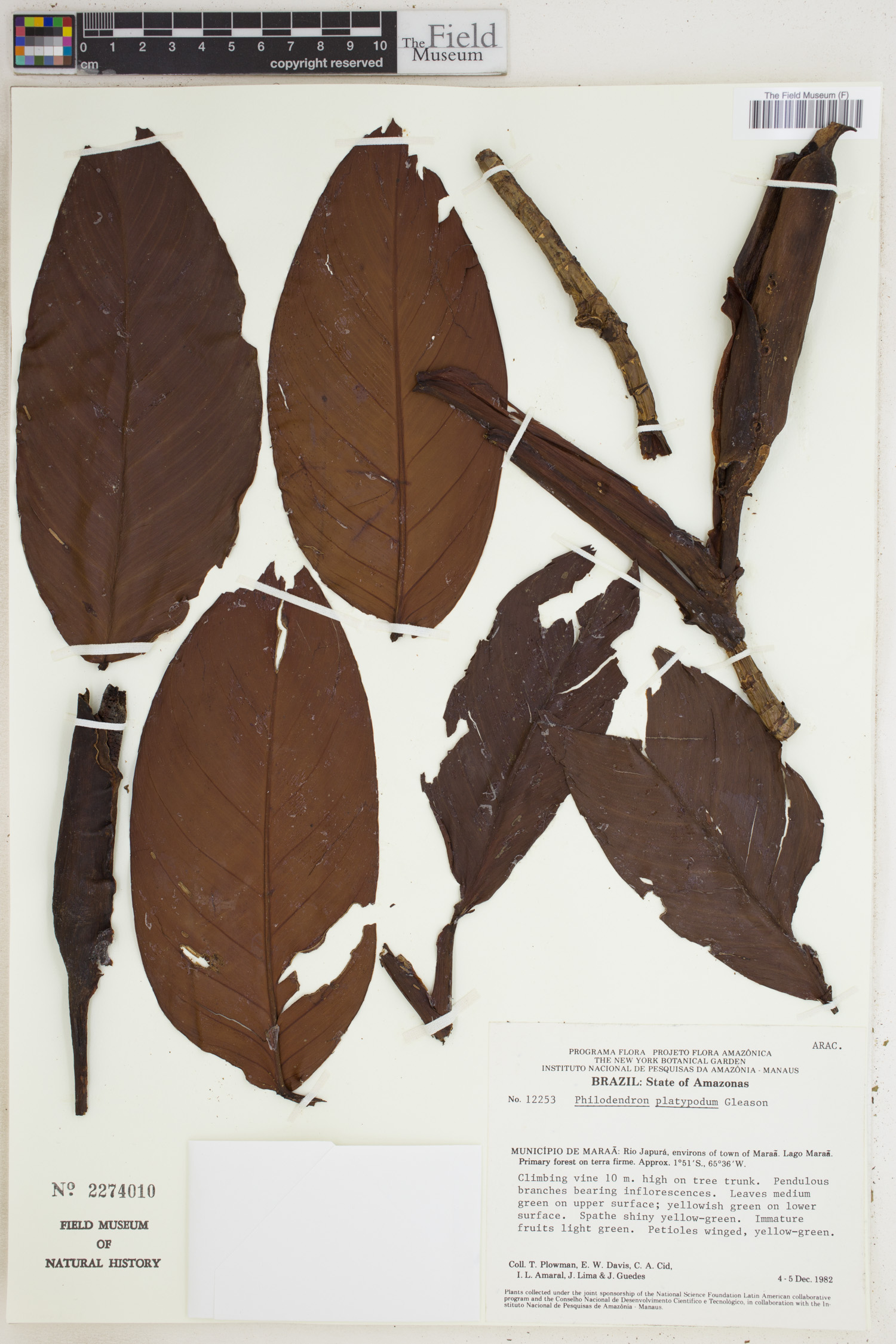 Philodendron platypodum image