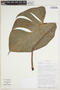 Philodendron polliciforme image