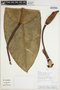 Philodendron pulchrum image