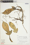 Philodendron panduriforme var. panduriforme image