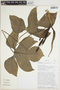 Philodendron quinquelobum image