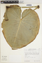 Philodendron rugosum image