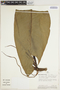 Philodendron ruizii image