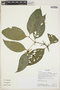 Psychotria japurensis image