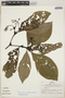 Psychotria microbotrys image