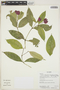 Psychotria ostreophora image