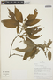 Psychotria pilosa image