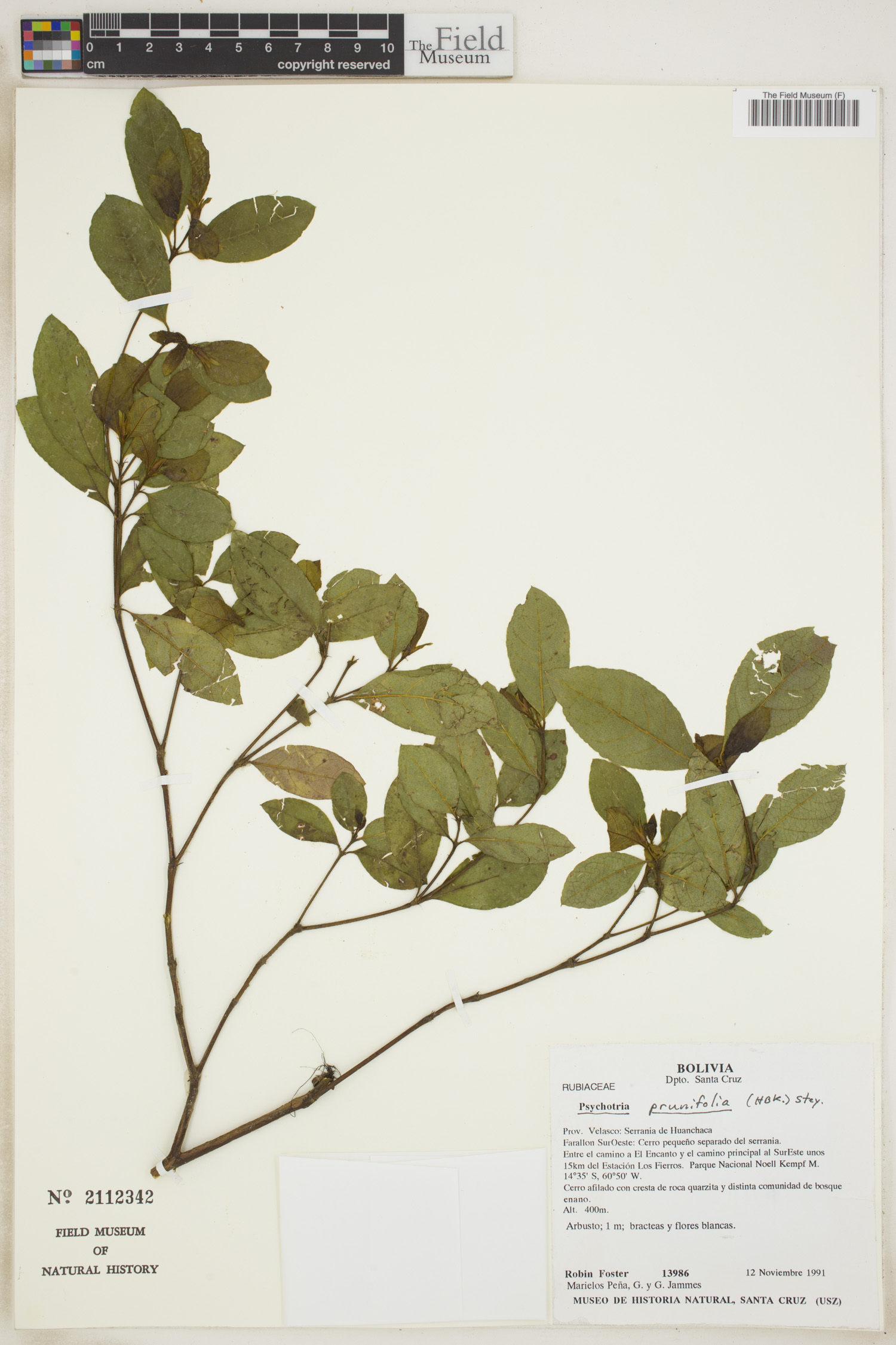 Psychotria prunifolia image