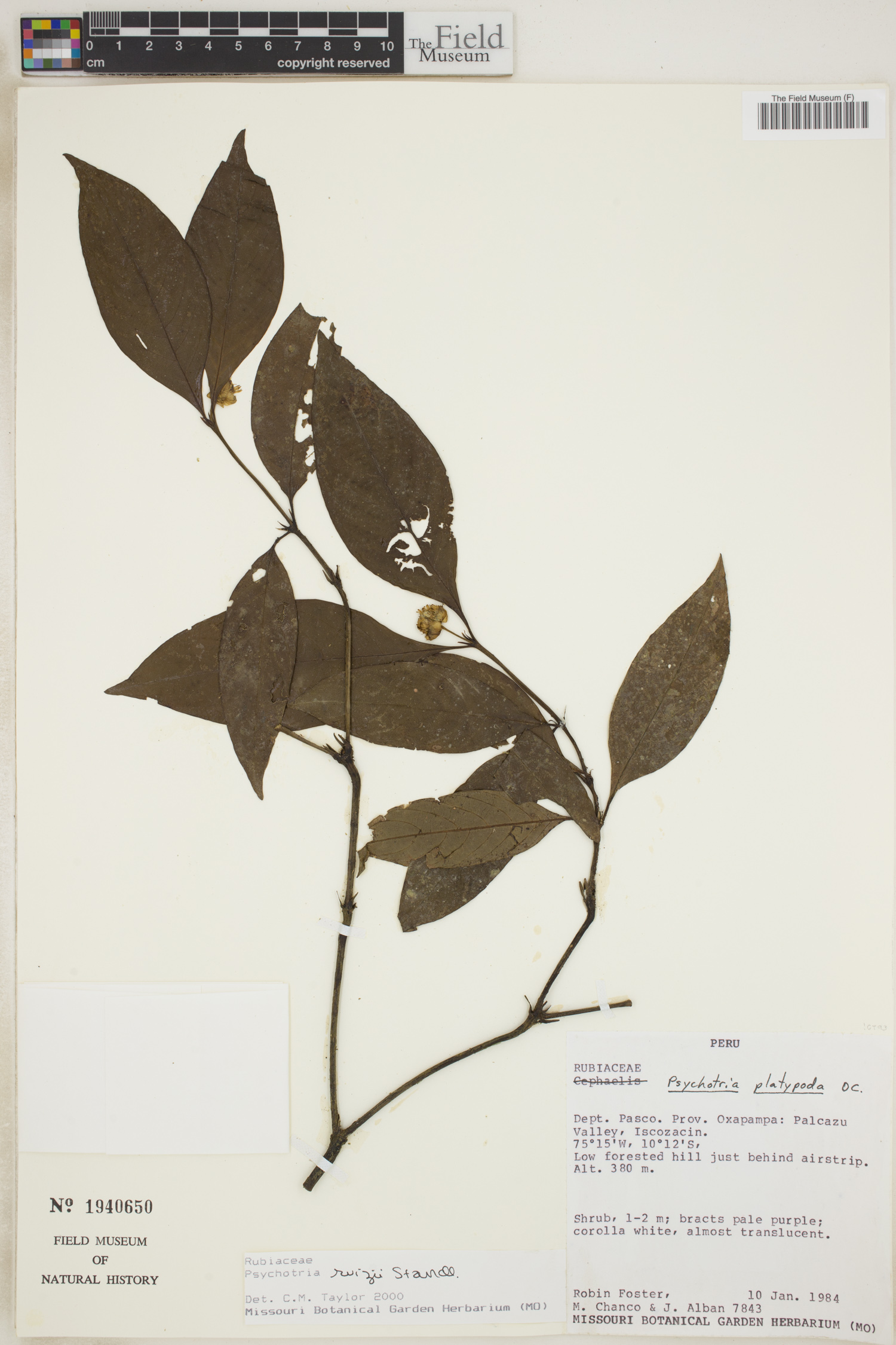 Psychotria ruizii image