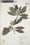 Psychotria romolerouxiana image