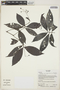 Psychotria sacciformis image