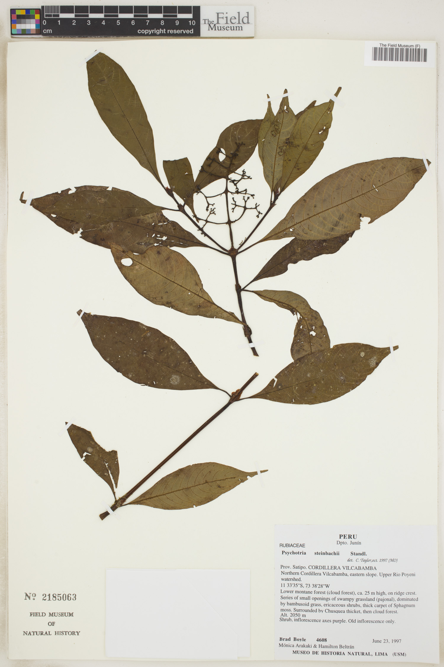 Psychotria steinbachii image