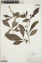 Psychotria viridis image