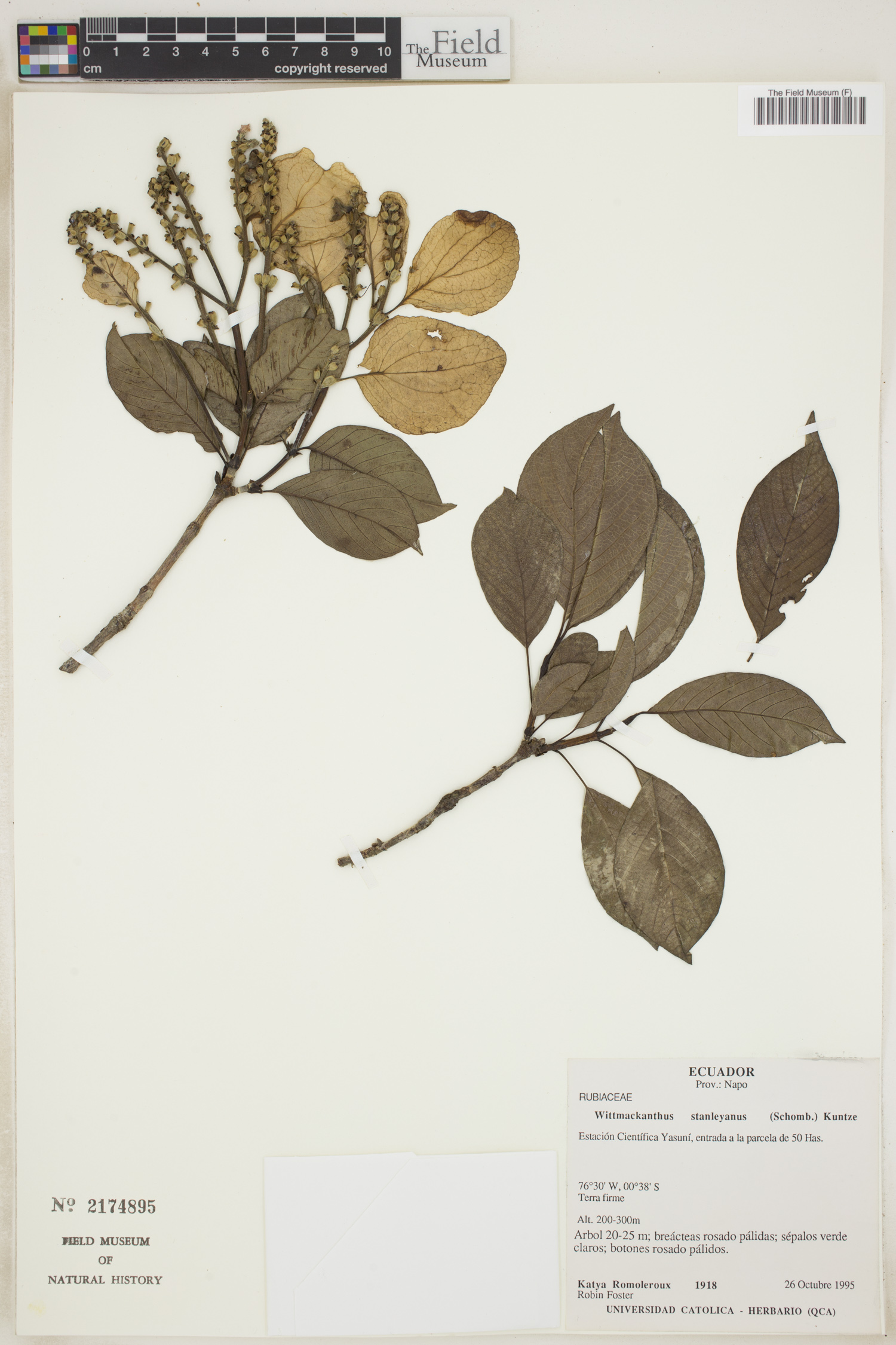Wittmackanthus stanleyanus image