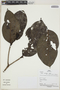 Rudgea lanceifolia image