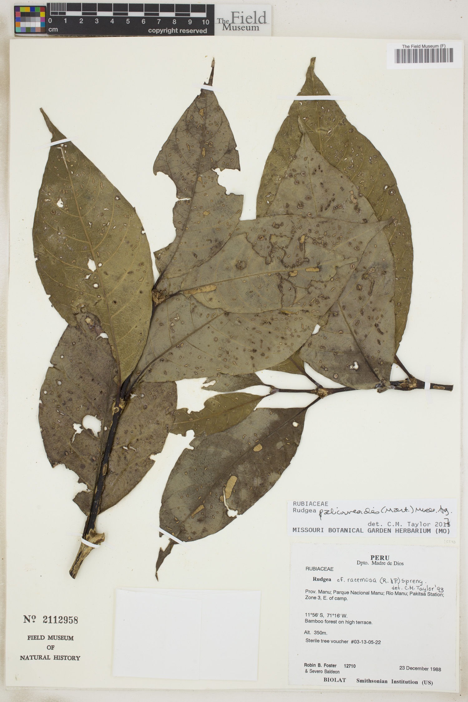 Rudgea palicoureoides image