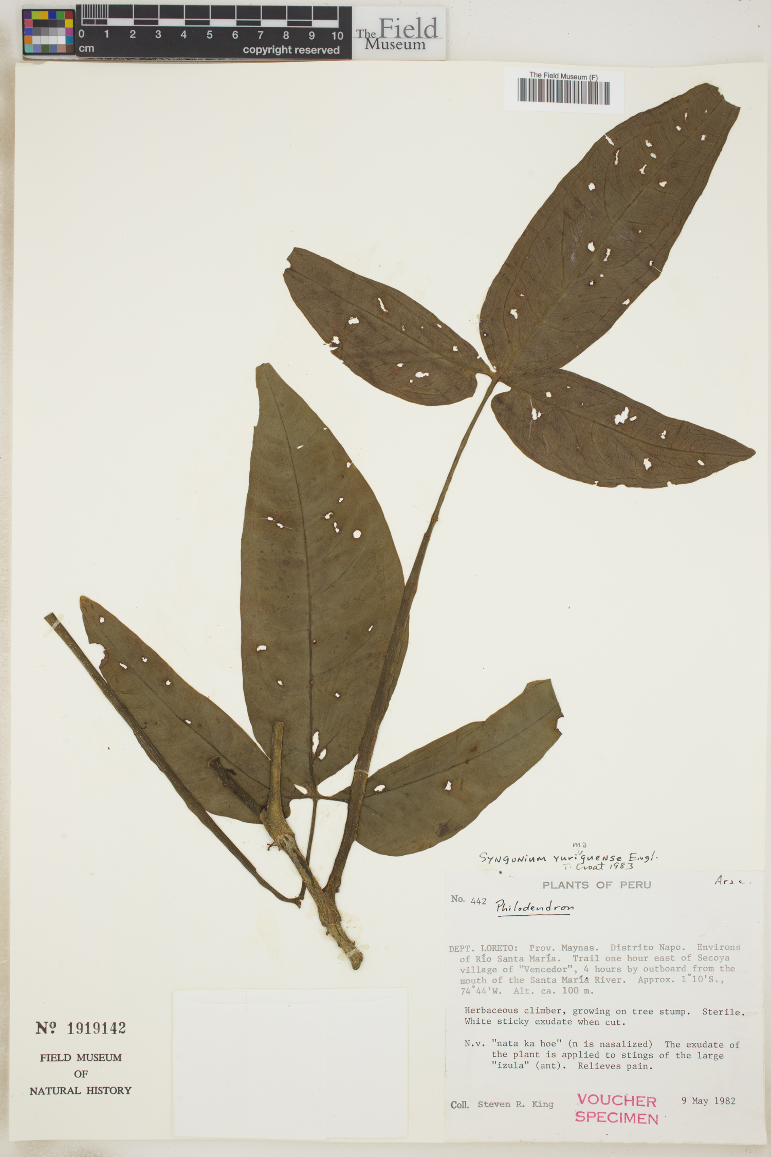 Syngonium yurimaguense image