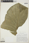 Urospatha sagittifolia image