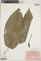 Xanthosoma pubescens image