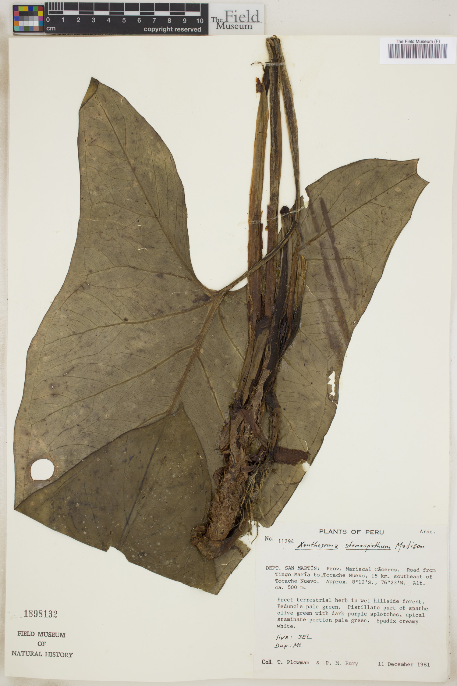 Xanthosoma stenospathum image