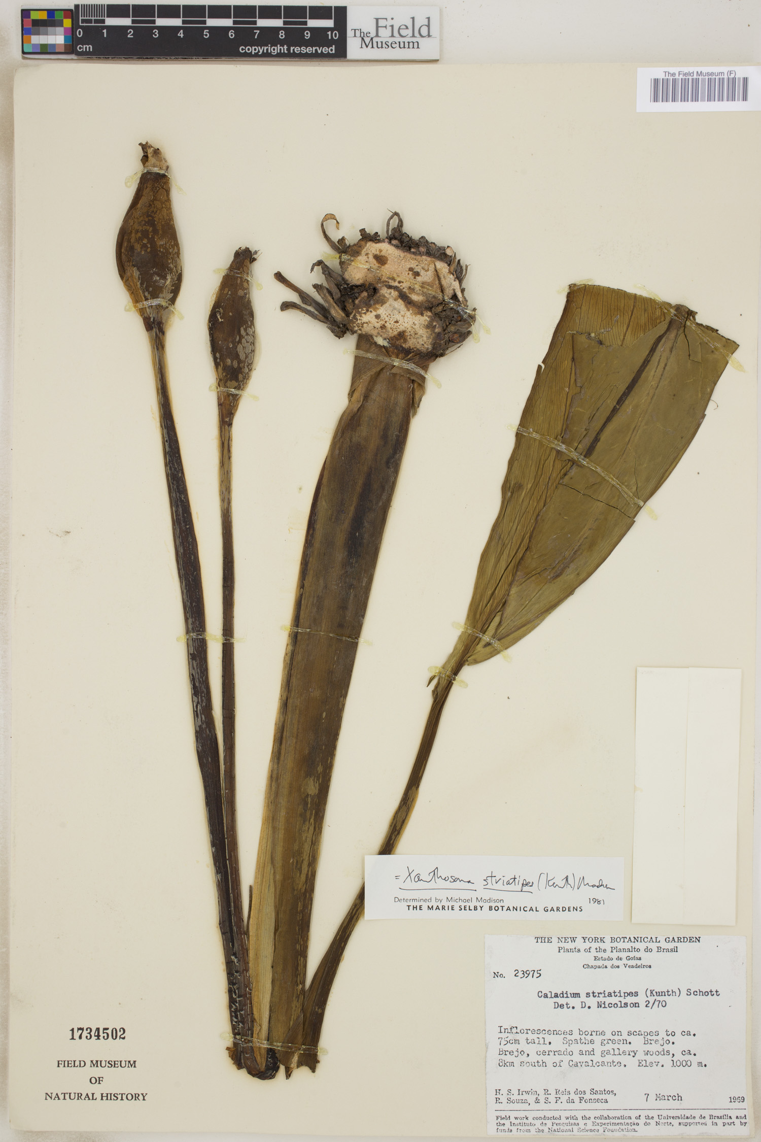 Xanthosoma striatipes image