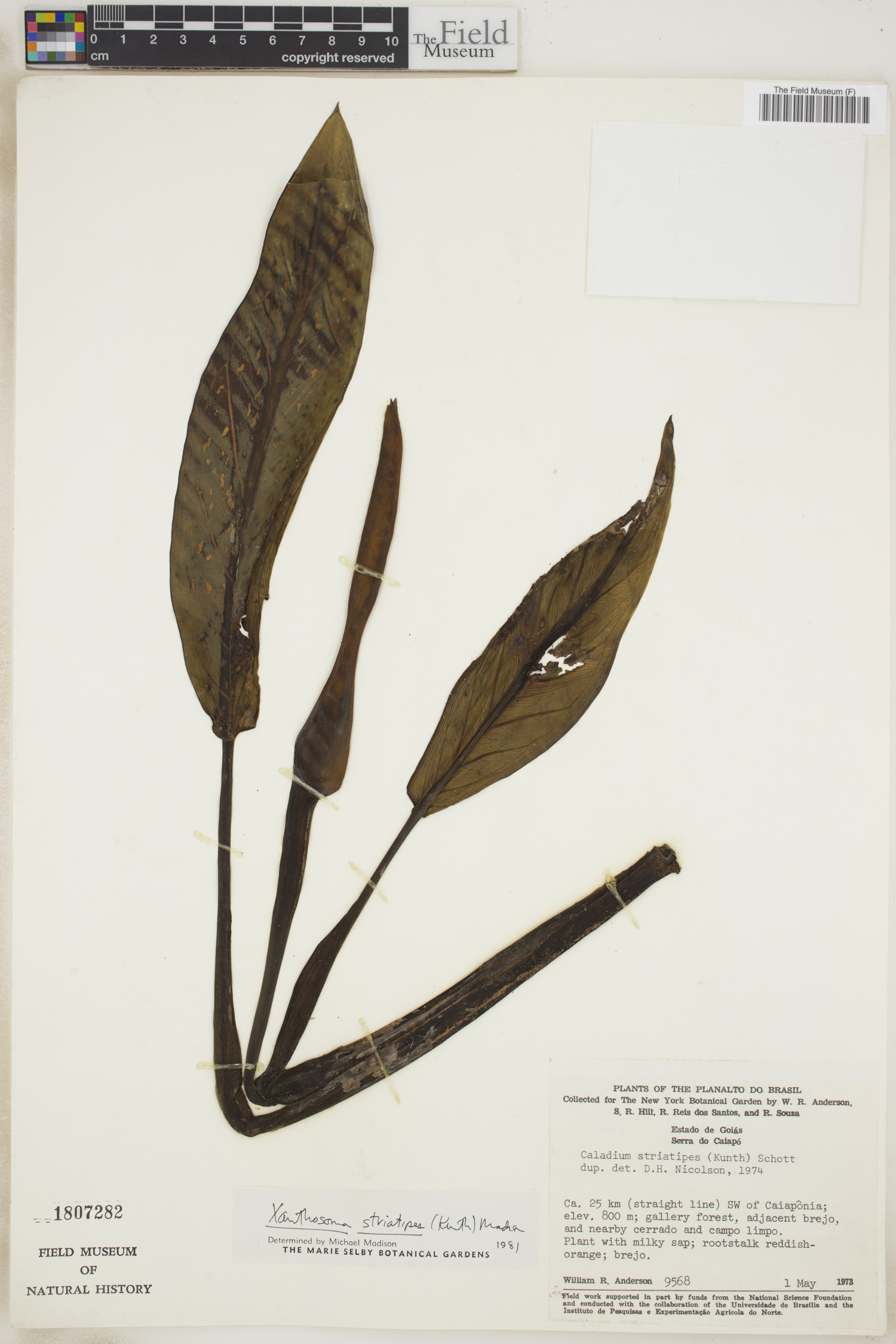 Xanthosoma striatipes image