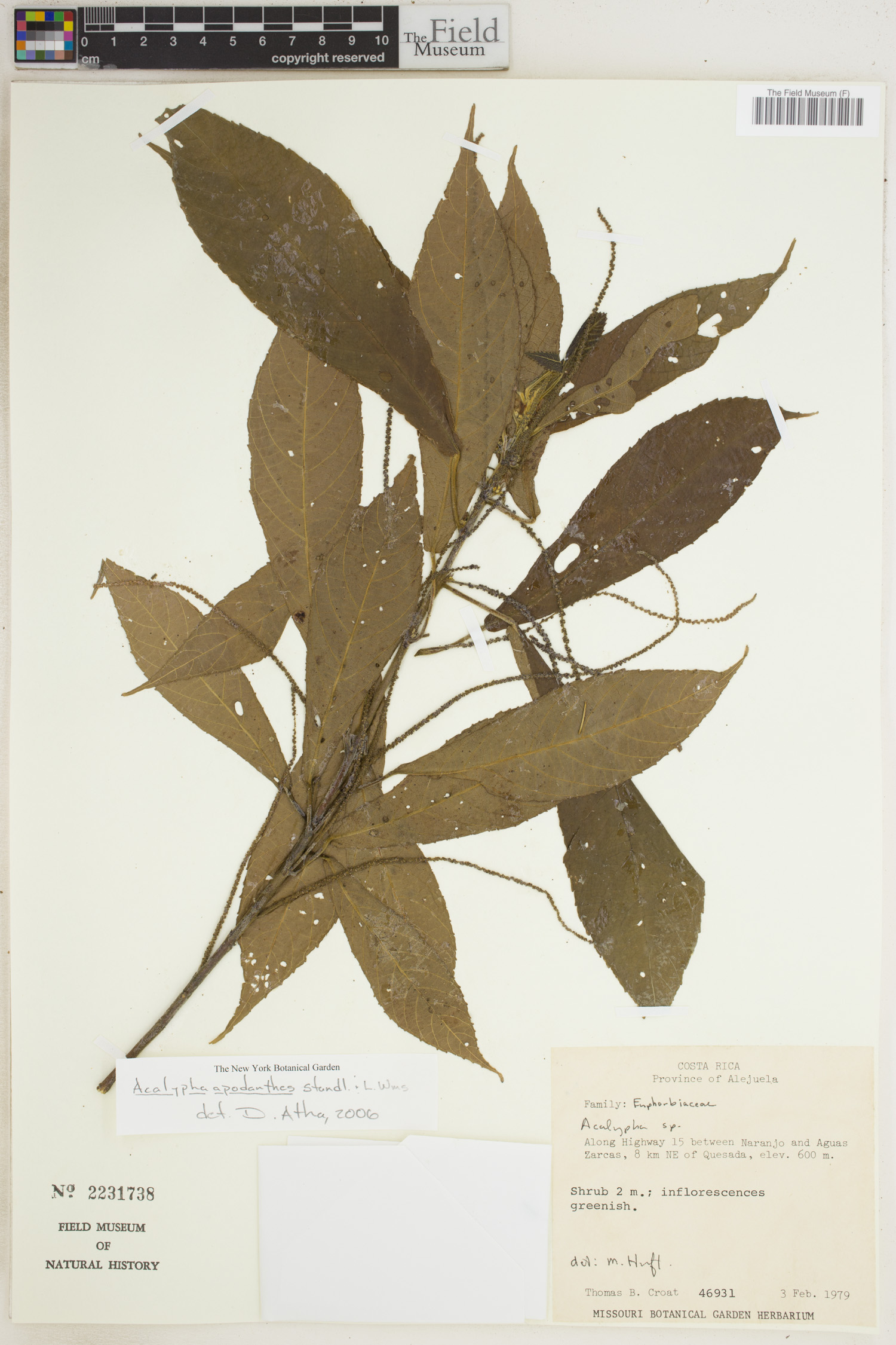Acalypha apodanthes image