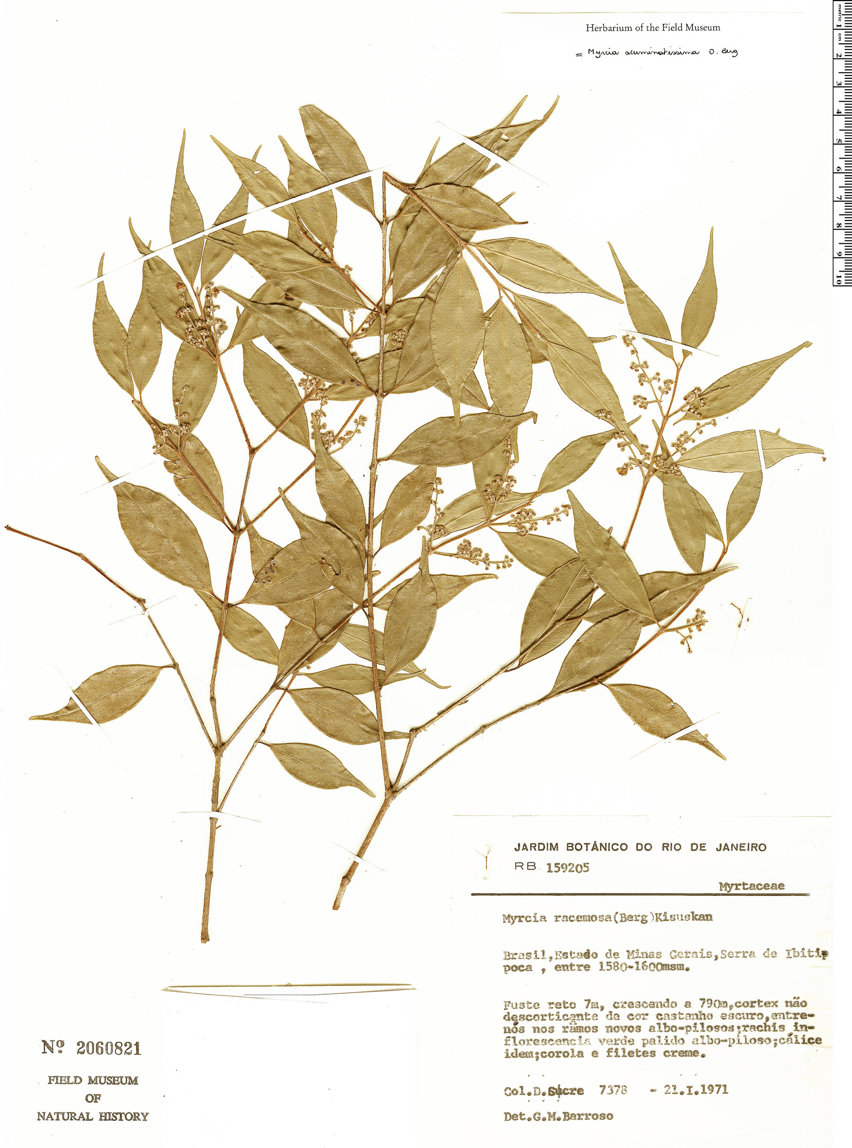 Myrcia acuminatissima image