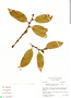 Heisteria citrifolia image