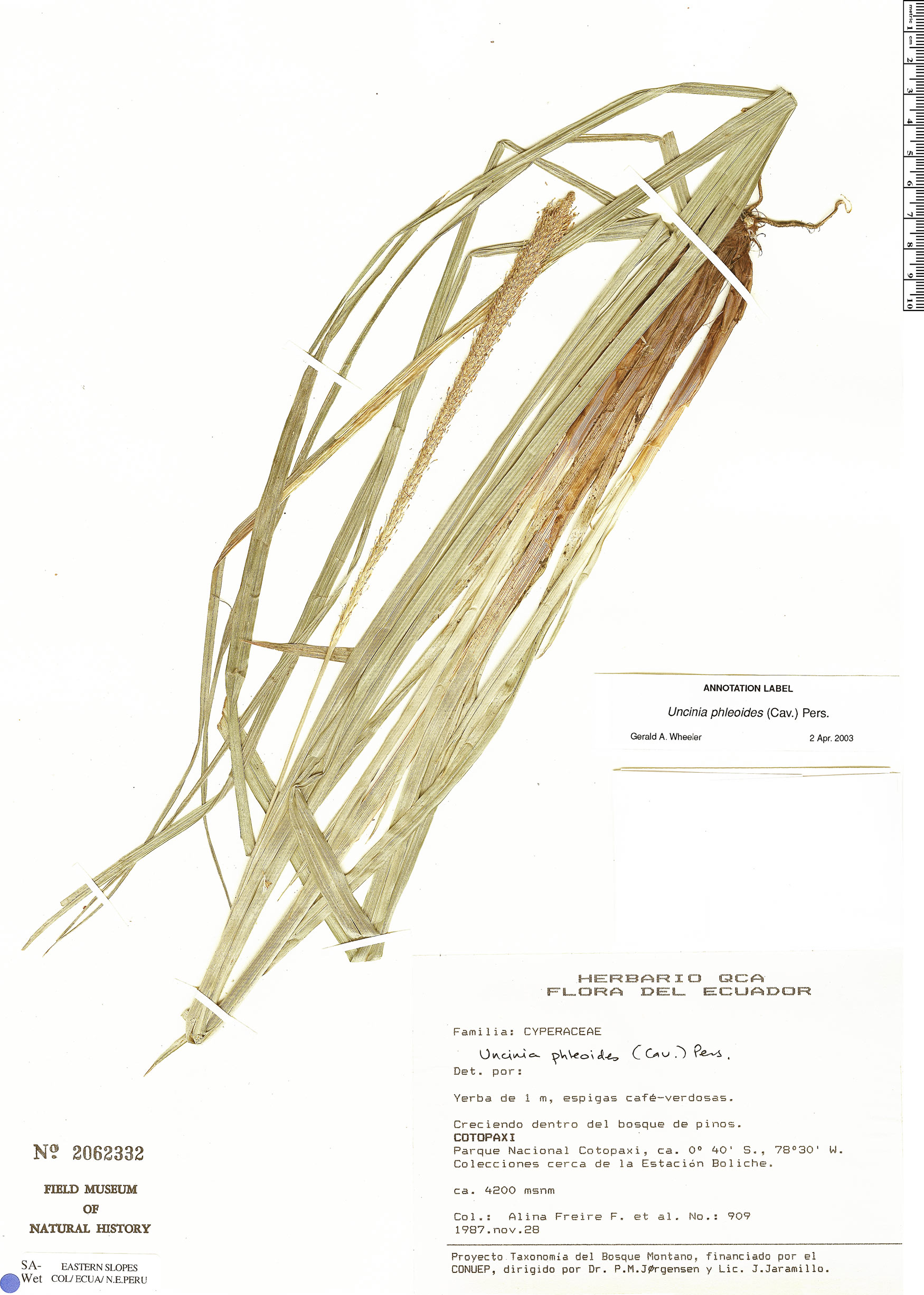 Uncinia phleoides image