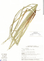 Uncinia phleoides image
