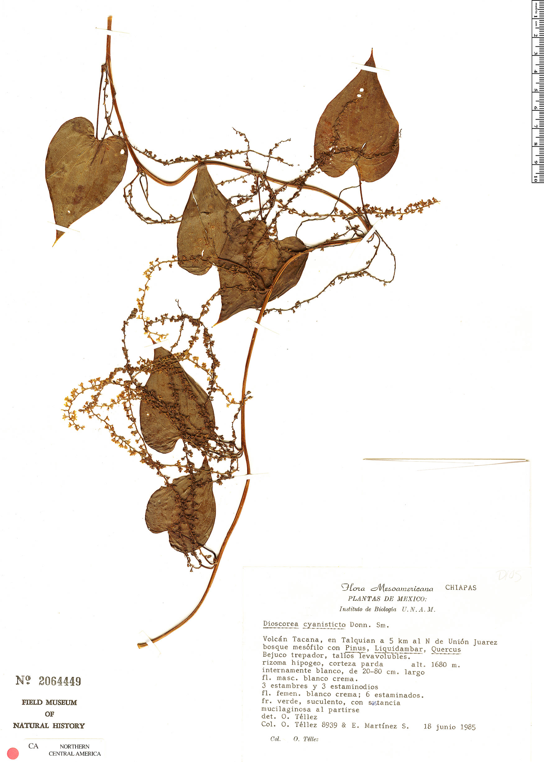 Dioscorea cyanisticta image