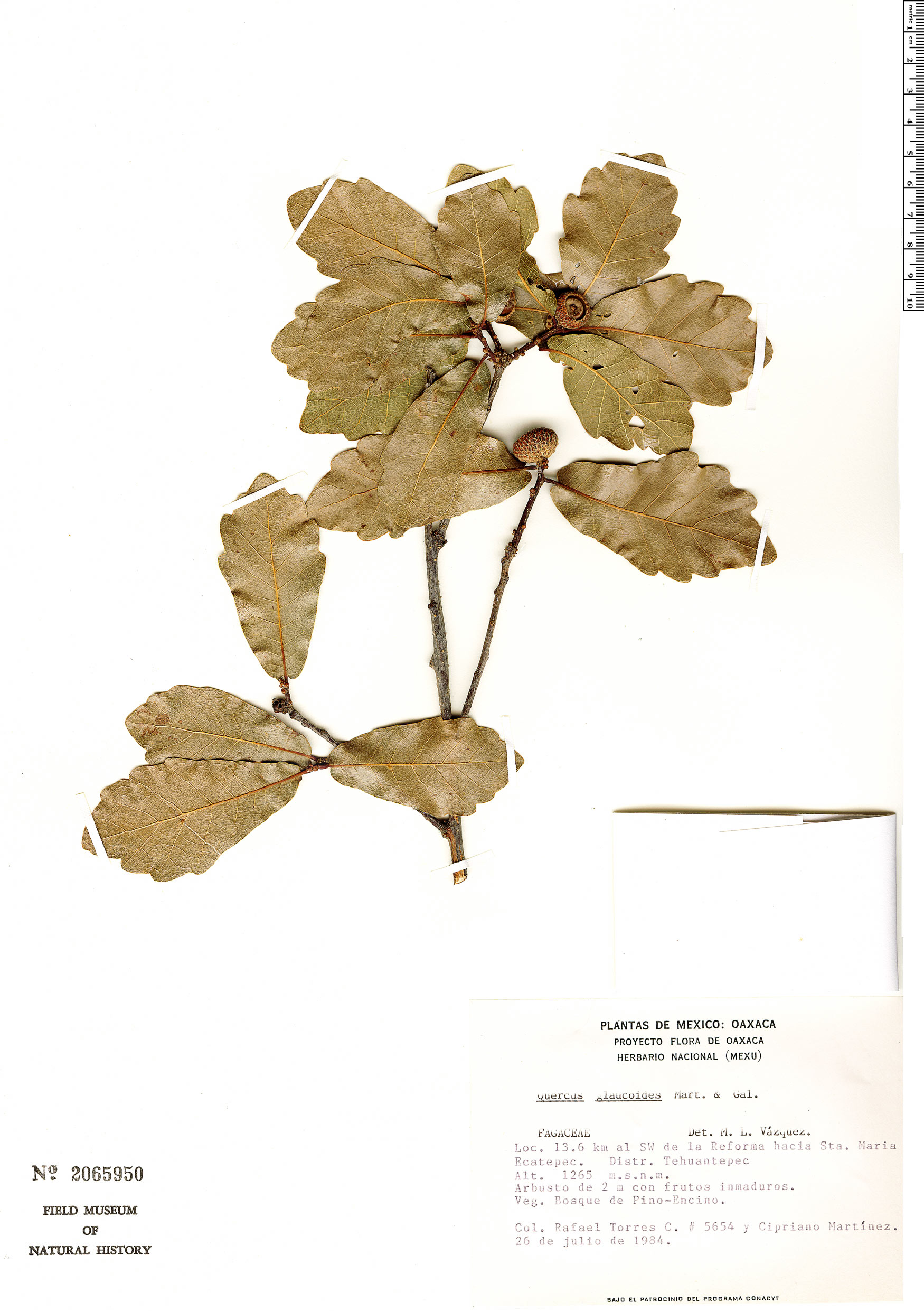 Quercus glaucoides image