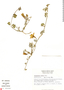Apodanthera undulata var. australis image