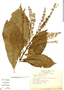 Alseis yucatanensis image